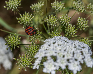 beetle on a flower