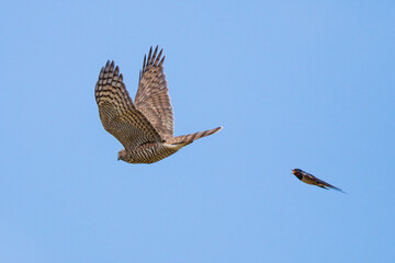 Eurasian Sparrowhawk (Accipiter nisus) flying together with Barn Swallow (Hirundo rustica) in blue sky, Hesse, Germany