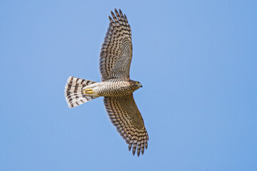 Eurasian Sparrowhawk (Accipiter nisus) adult flying in blue sky, Hesse, Germany