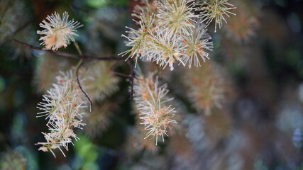 Macro image of flowers on a macadamia nut tree. Selective focus with blurred background.