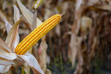 Corn on the stalk in the field