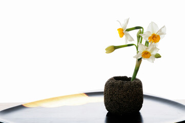 白バックに盆に乗せたスイセンの一輪挿し