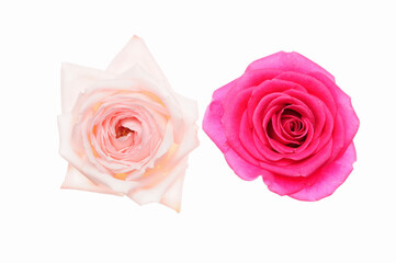 白バックにピンク色と赤色のバラの俯瞰