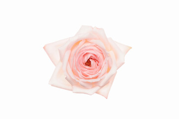 白バックにピンク色と赤色のバラの俯瞰