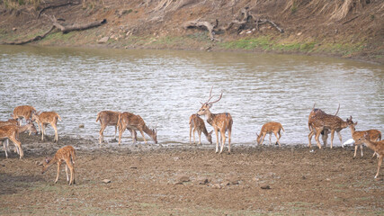 axis deer herd at a waterhole in tadoba, india