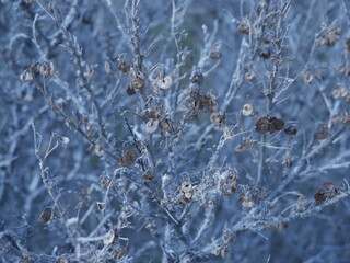 tree with dry branches and round flat fruits. beautiful pattern of branches and leaves. natural background in gray-blue colors. interesting texture. calm, melancholic mood