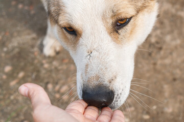 Village outdoor dog husky. Defocus