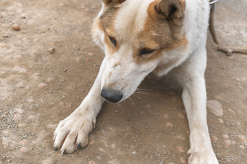 Village outdoor dog husky. Defocus