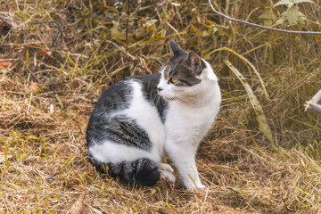 Cat on the street is exploring the world. Pet hunting in ambush.