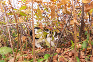 Cat on the street is exploring the world. Pet hunting in ambush.