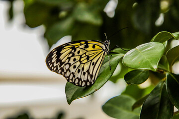 Yellow butterfly on leaf
