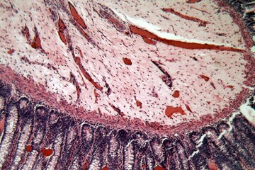 Microscope photo of rectum cells of a dog.
