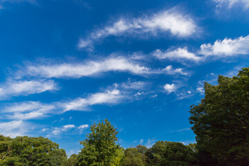 秋の綺麗な青空と森の風景