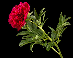 Red flower of peony, isolated on black background © kostiuchenko