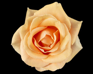 Flower of cream rose, isolated on black background