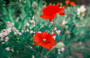 wild poppy flower at sunset