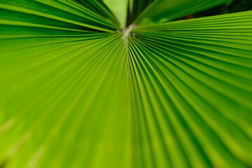 Fototapeta premium Panama City - Palm leaf close-up