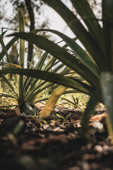 Details of nature in a lost place in the cdmx
