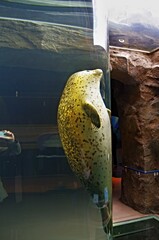 筒の中のゴマフアザラシさん © 出口 　慎也