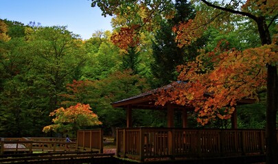 紅葉と日本庭園