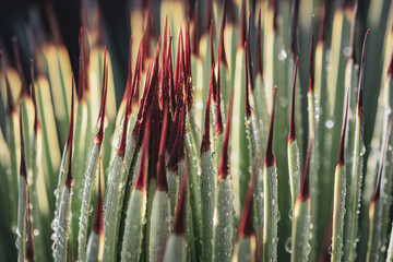 Details of nature in a lost place in the cdmx