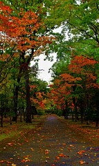 Naklejka premium 森林の秋の静かな紅葉