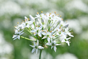 Closeup of white chives flower   