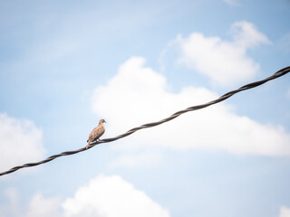 Pigeon Posing on a Electric Cable in a Clear Day