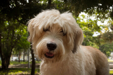 Beautiful dog close up outdoor portrait. Dog standing and looking to the camera with trees on the background.