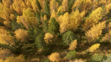 AERIAL, TOP DOWN: Flying over the colorful larch tree forests covering the vast valley under the spectacular rocky Dolomites. Breathtaking autumn colored landscape in the gorgeous Italian mountains