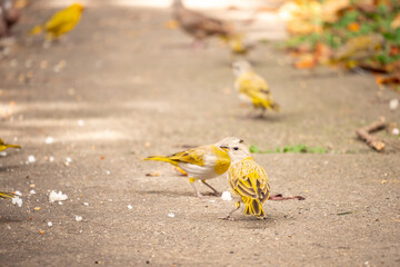 Group of Yellow Birds Eat White Rice on the Sidewalk