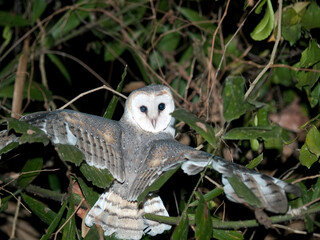 Barn Owl
