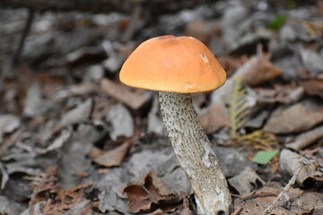 Mushroom