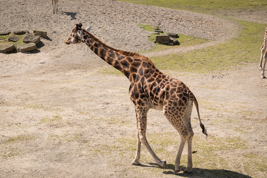 Giraffe on Dublin Zoo