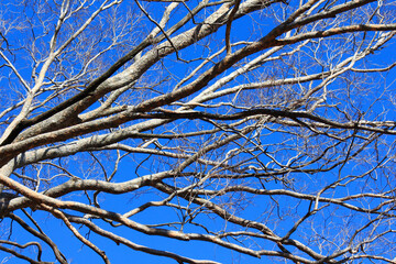 冬枯れの木の枝と青空