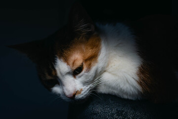 primer plano de gato de tres colores gata indie folck rock con juego de lueces cordoba argentina