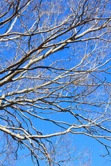 冬枯れの木の枝と青空