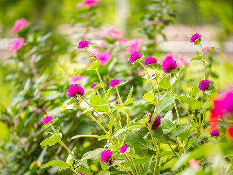 Globe Amaranth, Makhmali, or Vadamalli, (Gomphrena globosa), Flower Pink in a Garden in a Sunny Day