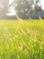 朝焼けに光る猫じゃらし