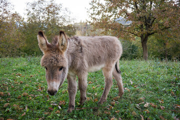 Beautiful baby donkey in green meadow 