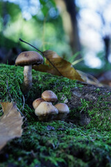 森の中のきのこ