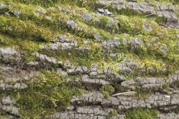 moss on stone