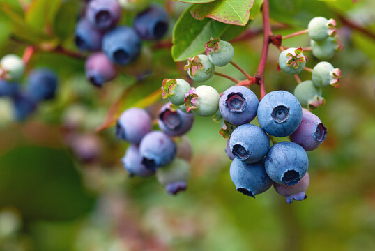 Blue huckleberry bush (Vaccinium corymbosum ) with ripening berries
