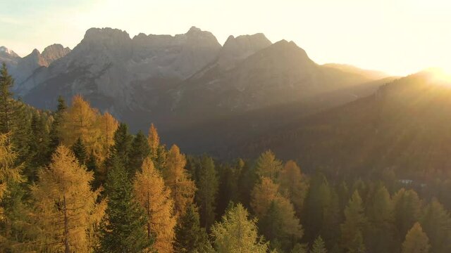 AERIAL, LENS FLARE: Majestic rocky mountaintops of the Dolomites tower over a larch forest at golden autumn sunset. Evening sunbeams illuminate the woods in the Italian Alps changing colors in fall.