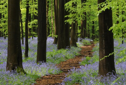 Forest path through a forest of Common Beeches (Fagus sylvatica) with Bluebells (Hyacinthoides), spring, Hallerbos, Brussels, Belgium, Europe