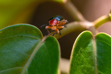 Criocerinae Red Aulacophora femoralis Motschulsky close up macro