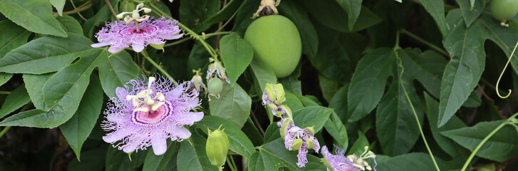 Passion fruit Flower bloom, Beautiful purple with green 