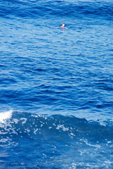 青い海で海水浴をしている男性