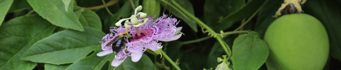 Passion fruit Flower bloom, Beautiful purple with green 