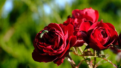 Green caterpillar on a rose